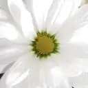 Niwa