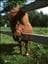 Shettis_Julia